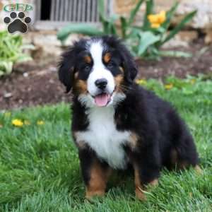 Casey, Bernese Mountain Dog Puppy